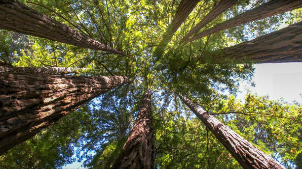 How Our Tree Care Process Works  in Queens Gate, PA