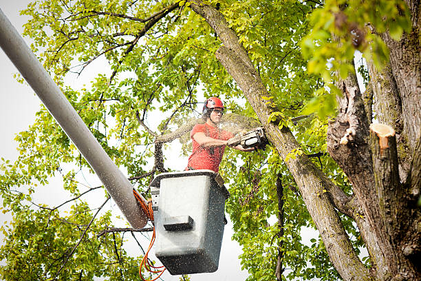 Trusted Queens Gate, PA Tree Services Experts